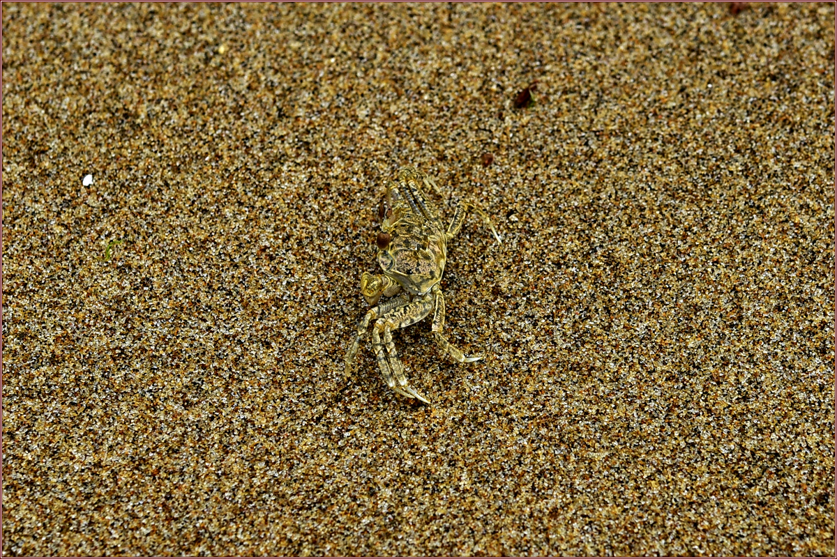 DSC_4914엽낭게.jpg
