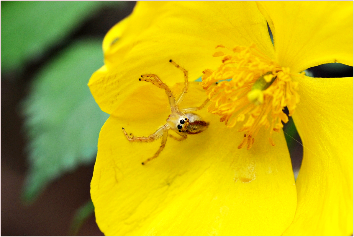 DSC_9276검은날개무늬깡충거미_암컷.jpg