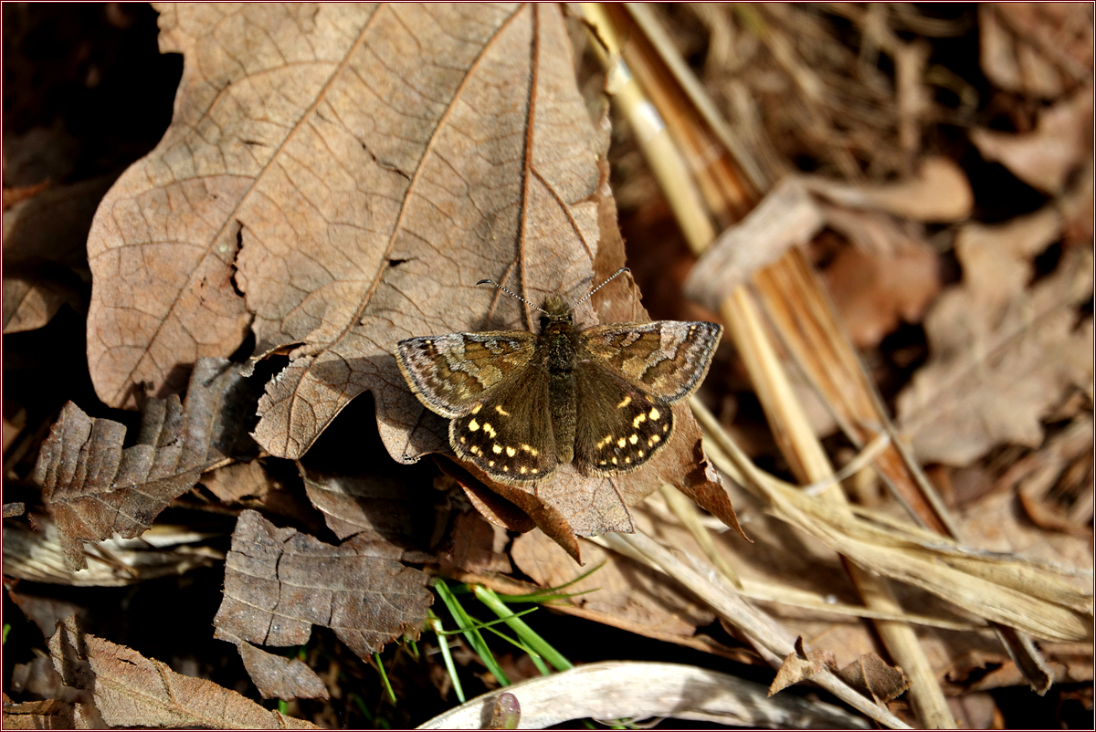 KHS03059.jpg