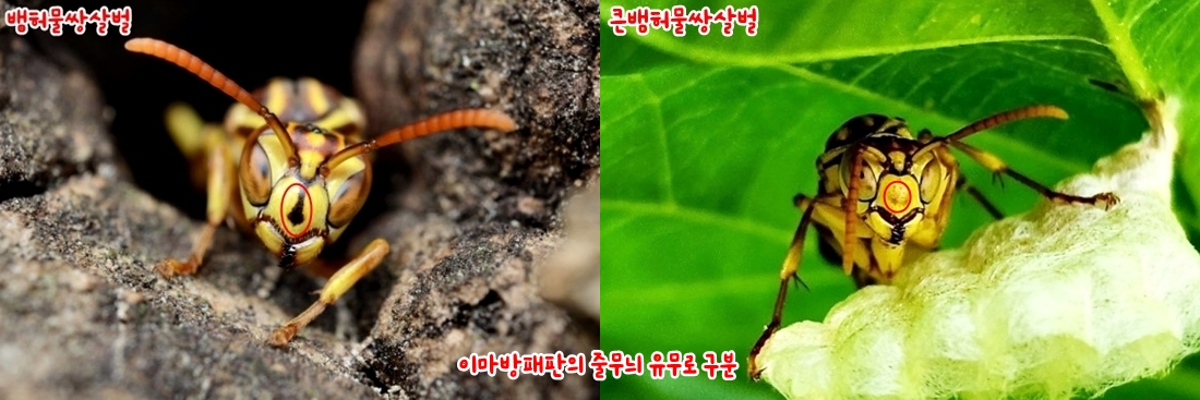 [비교]뱀허물쌍살벌vs큰뱀허물쌍살벌 구분자료.jpg