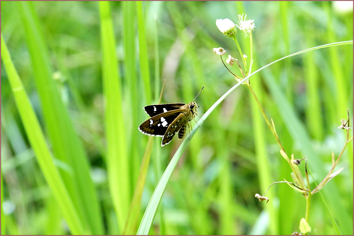 KHS03639지리산팔랑나비.jpg