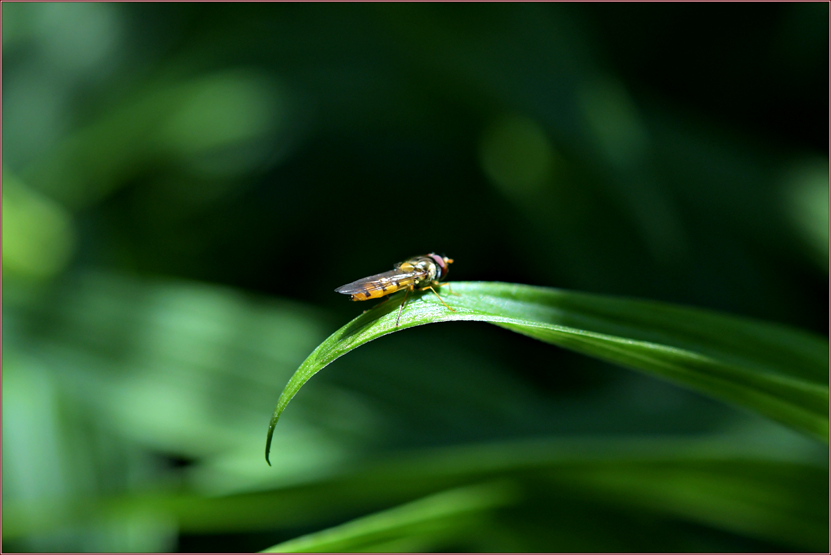 DSC_2295호리꽃등에 수컷.jpg