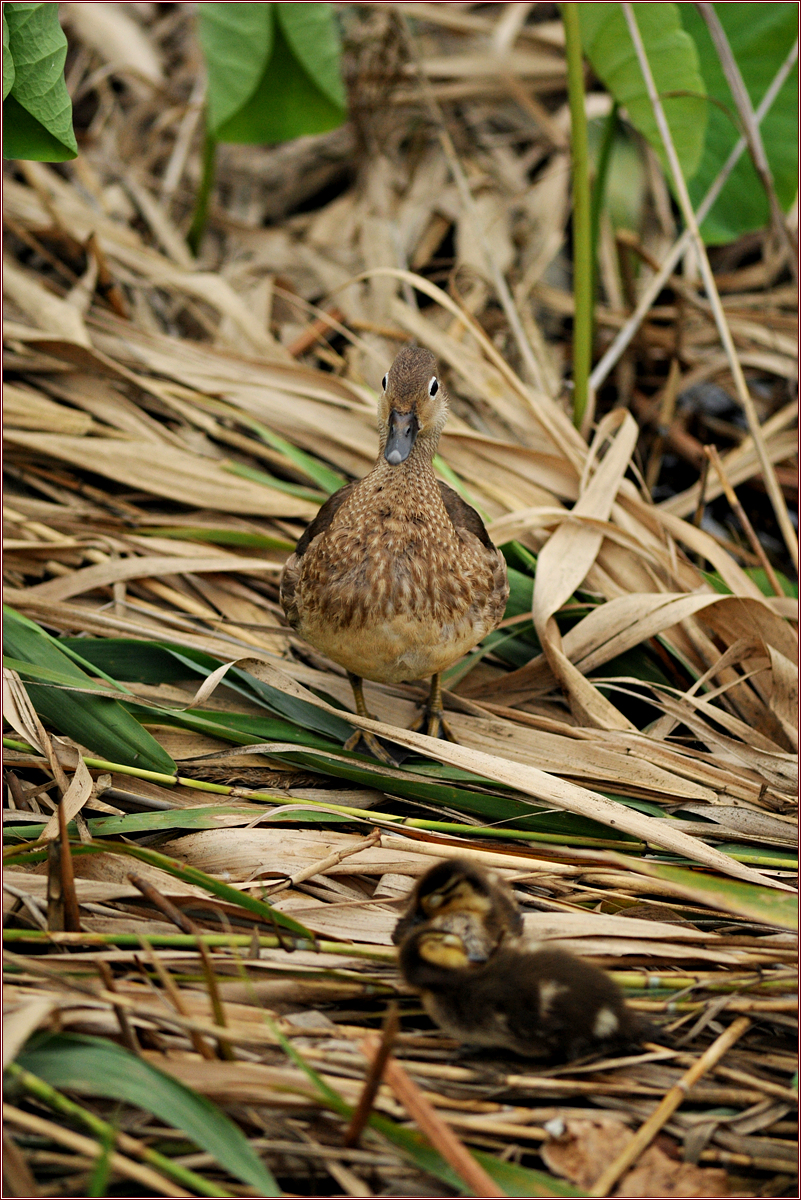 DSC_2060.jpg