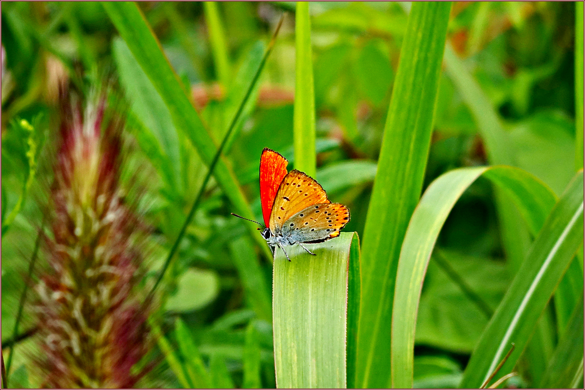 DSC08932큰주홍부전나비♂.jpg