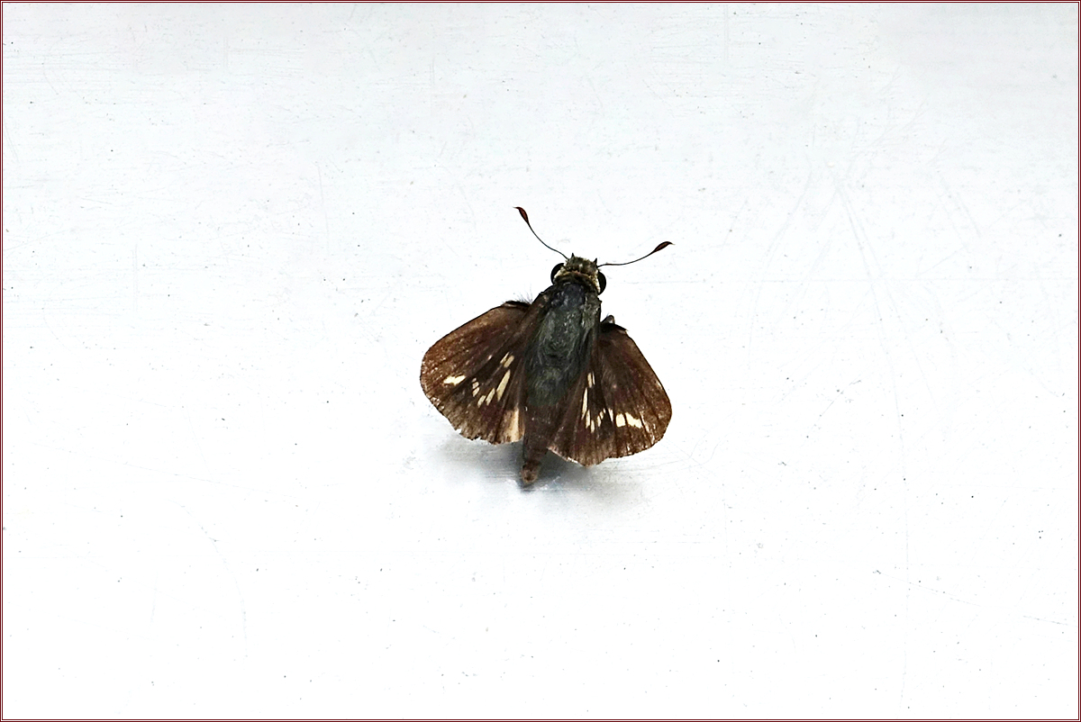 KHS02625산줄점팔랑나비.jpg