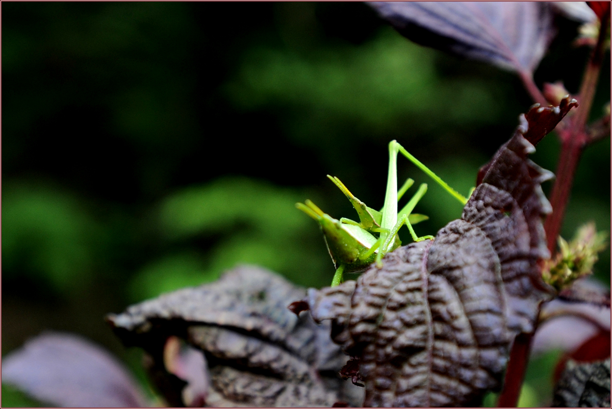 DSC_2859섬서구메뚜기.jpg