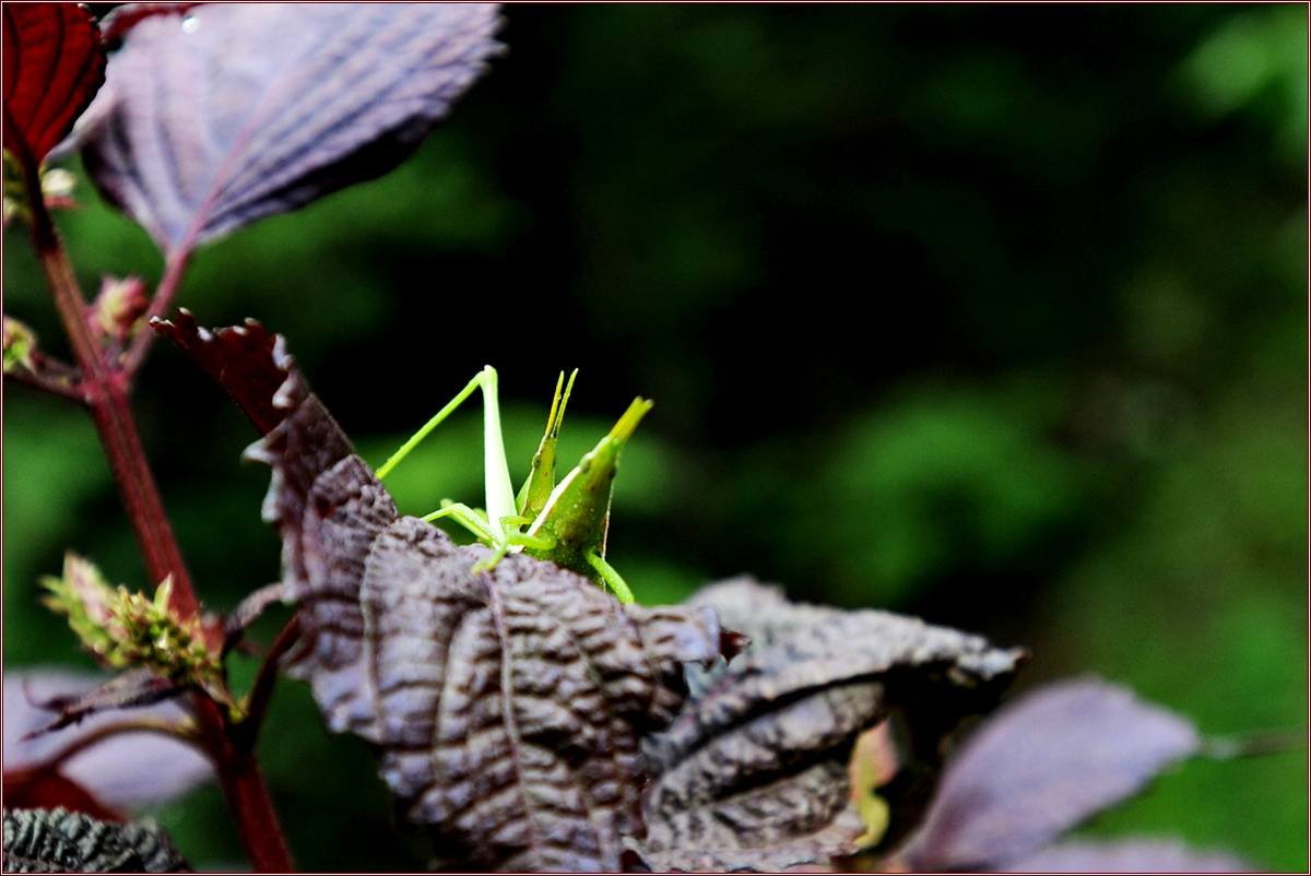 DSC_2860.jpg