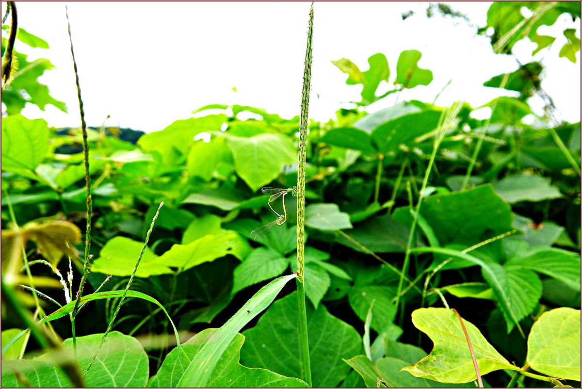 KHS06575푸른아시아실잠자리.jpg