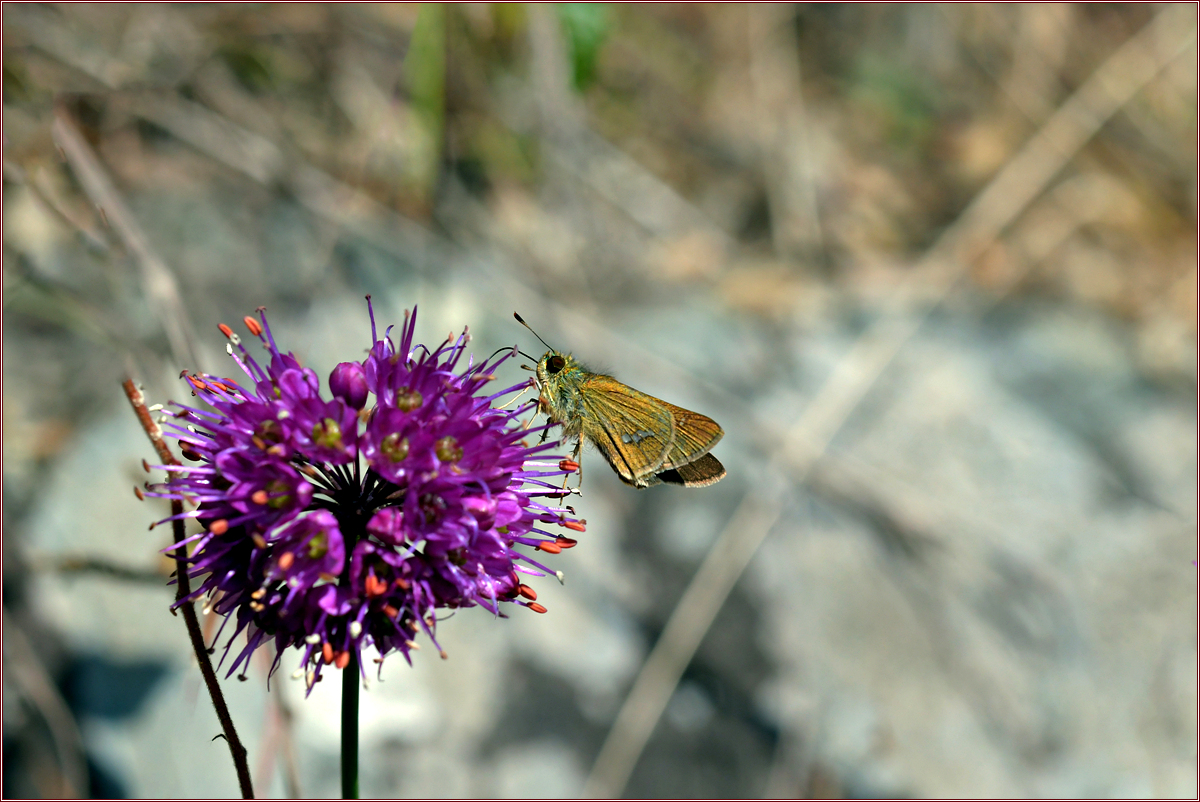 DSC_7431.jpg