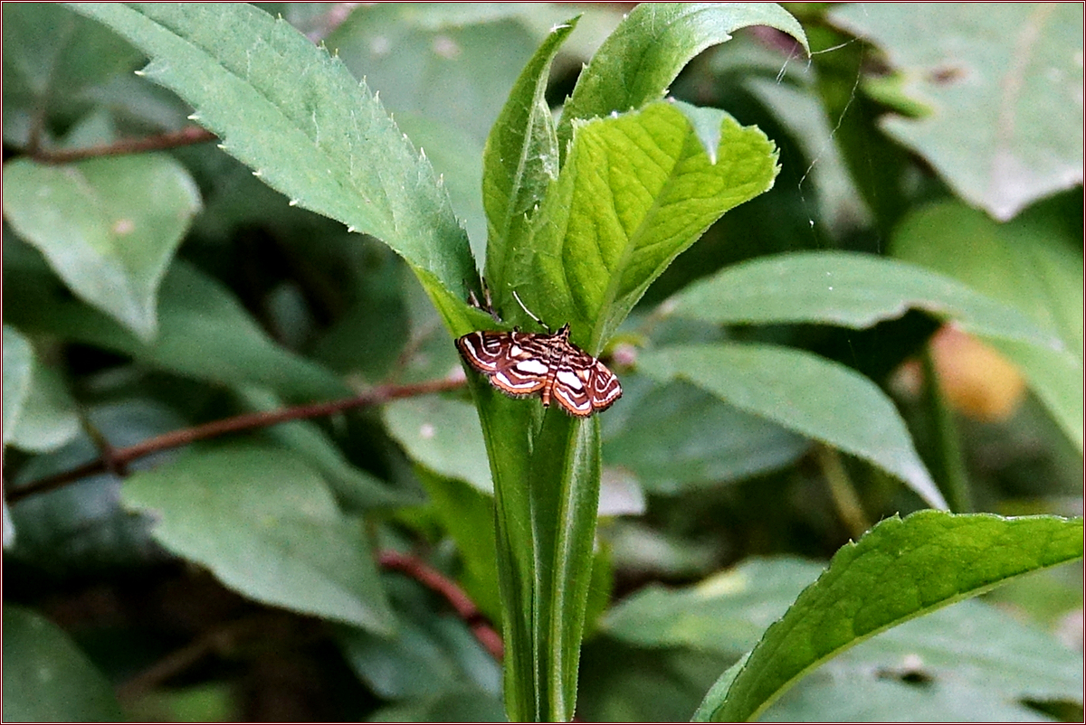 KHS03095.jpg