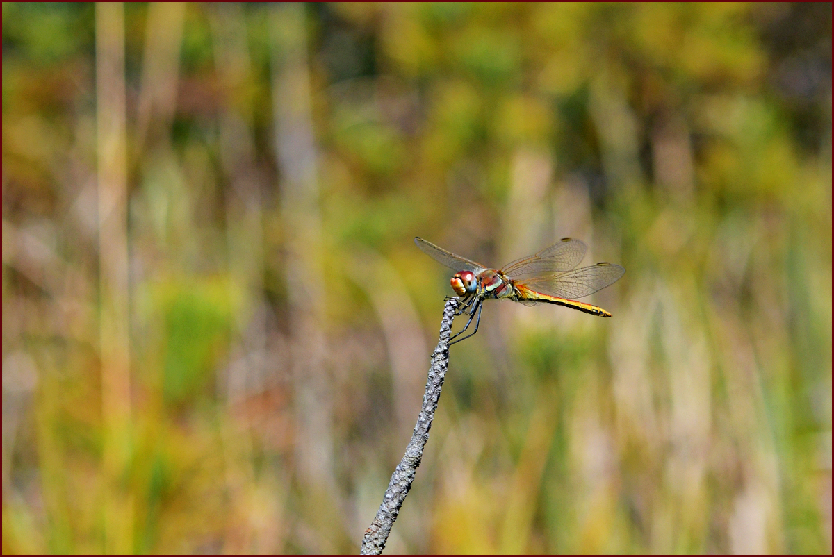 DSC_3910고추좀잠자리.jpg