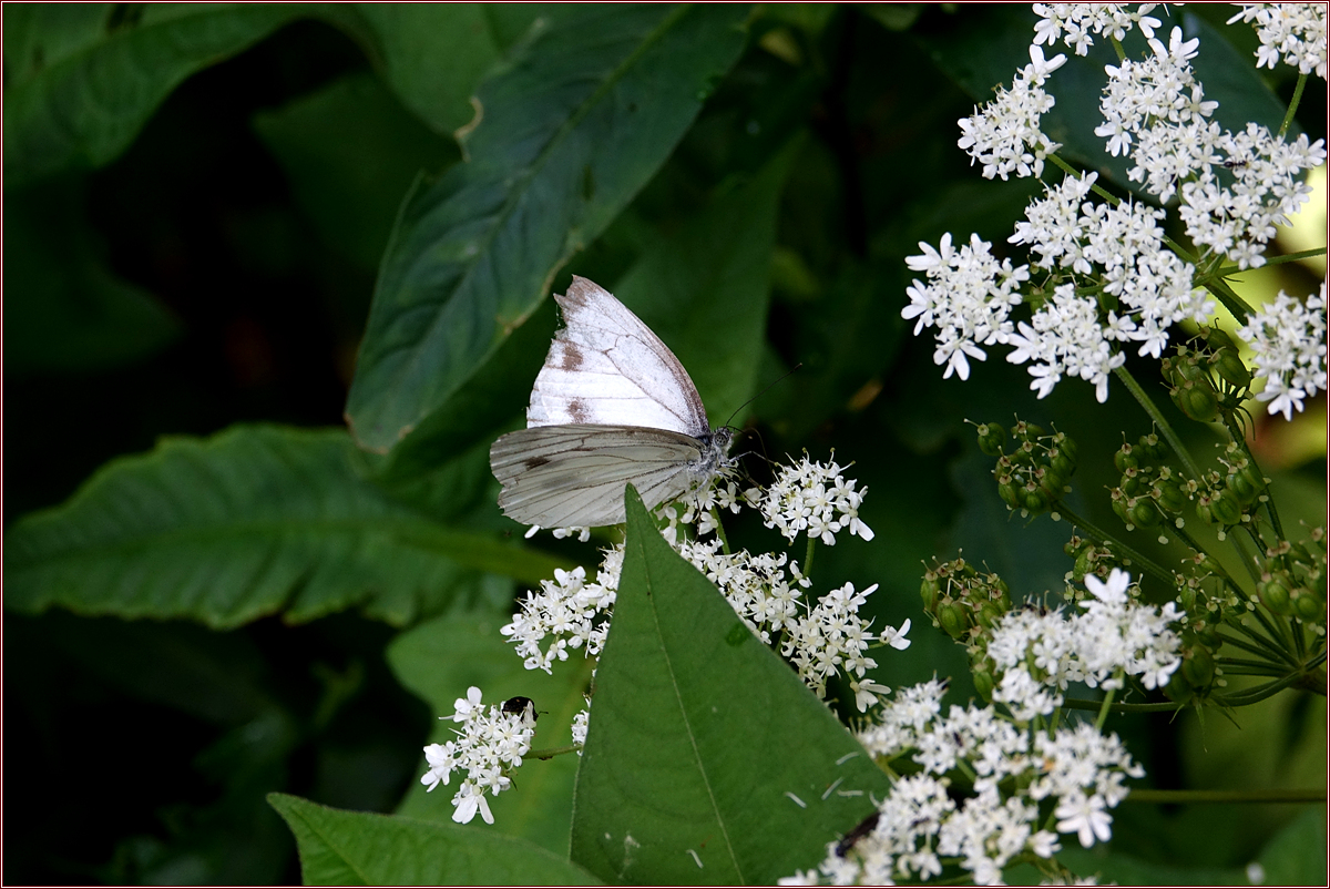KHS03620.jpg