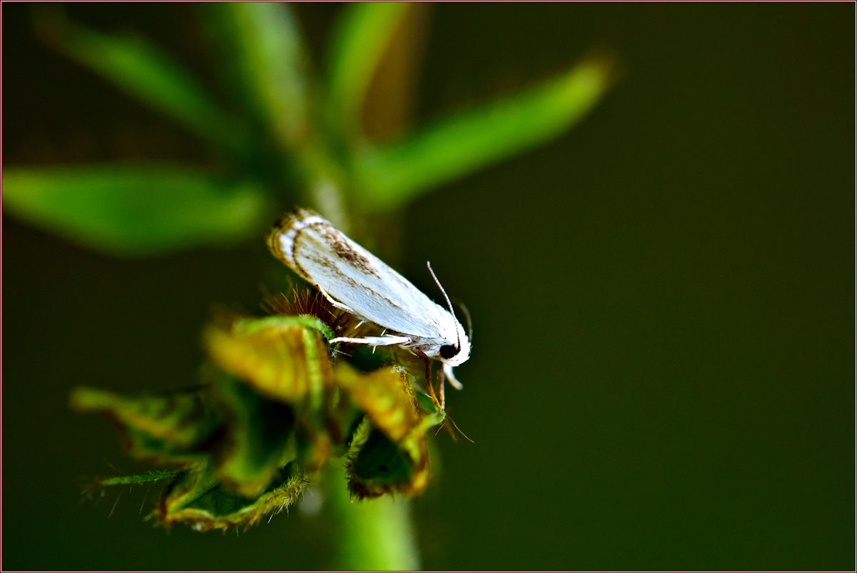 DSC_3517.jpg