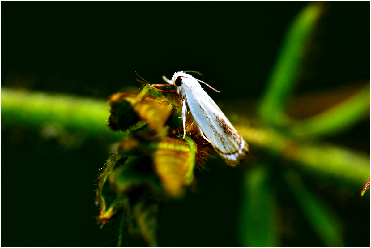 DSC_3516.jpg