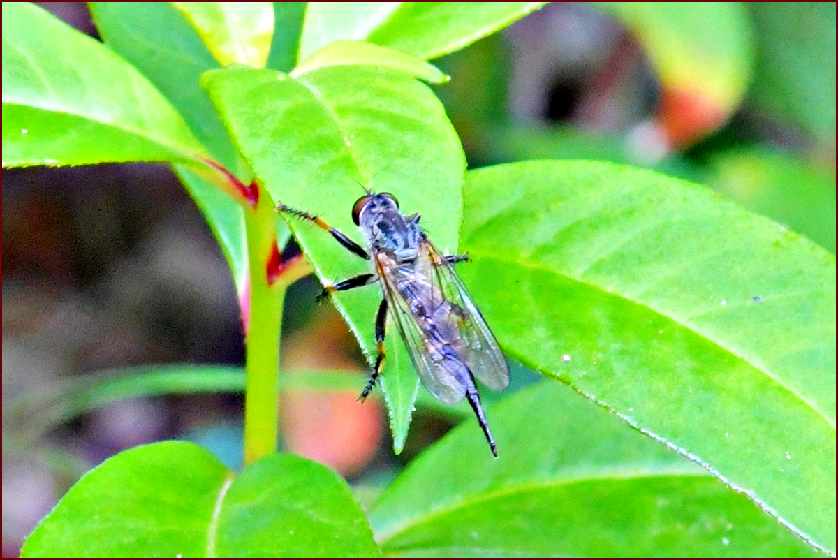 DSC_2103광대파리매.jpg