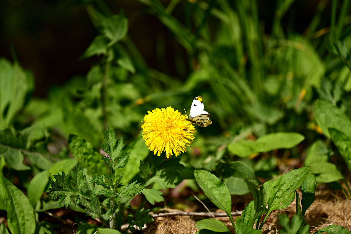 DSC_2360갈구리나비.jpg