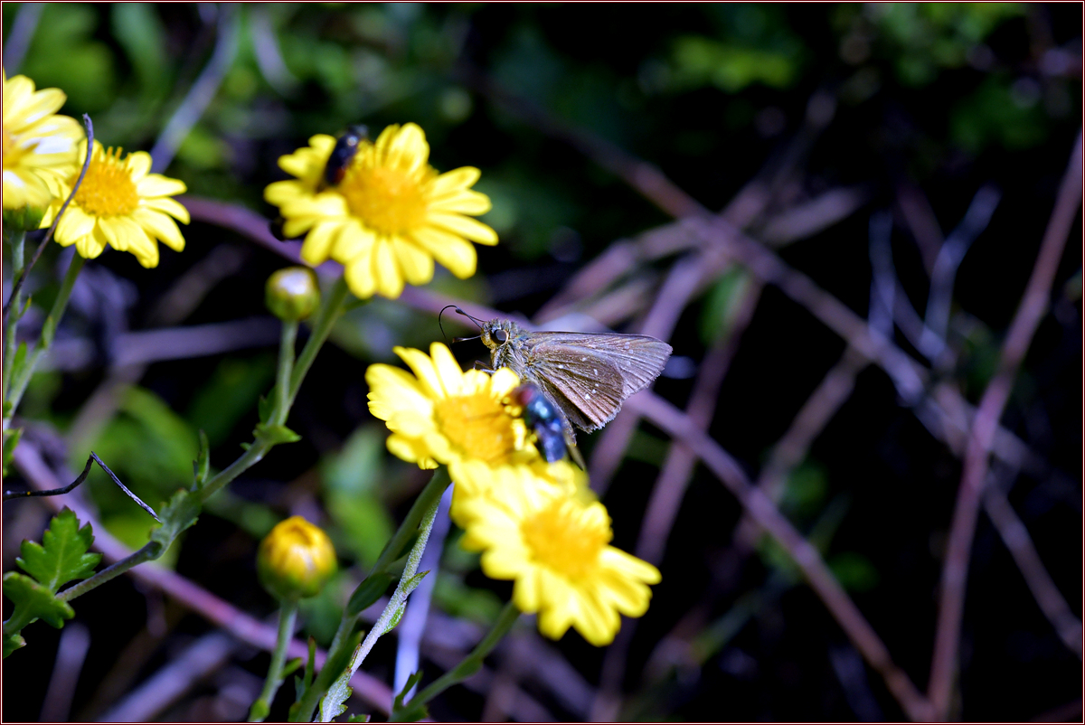 DSC_7582.jpg