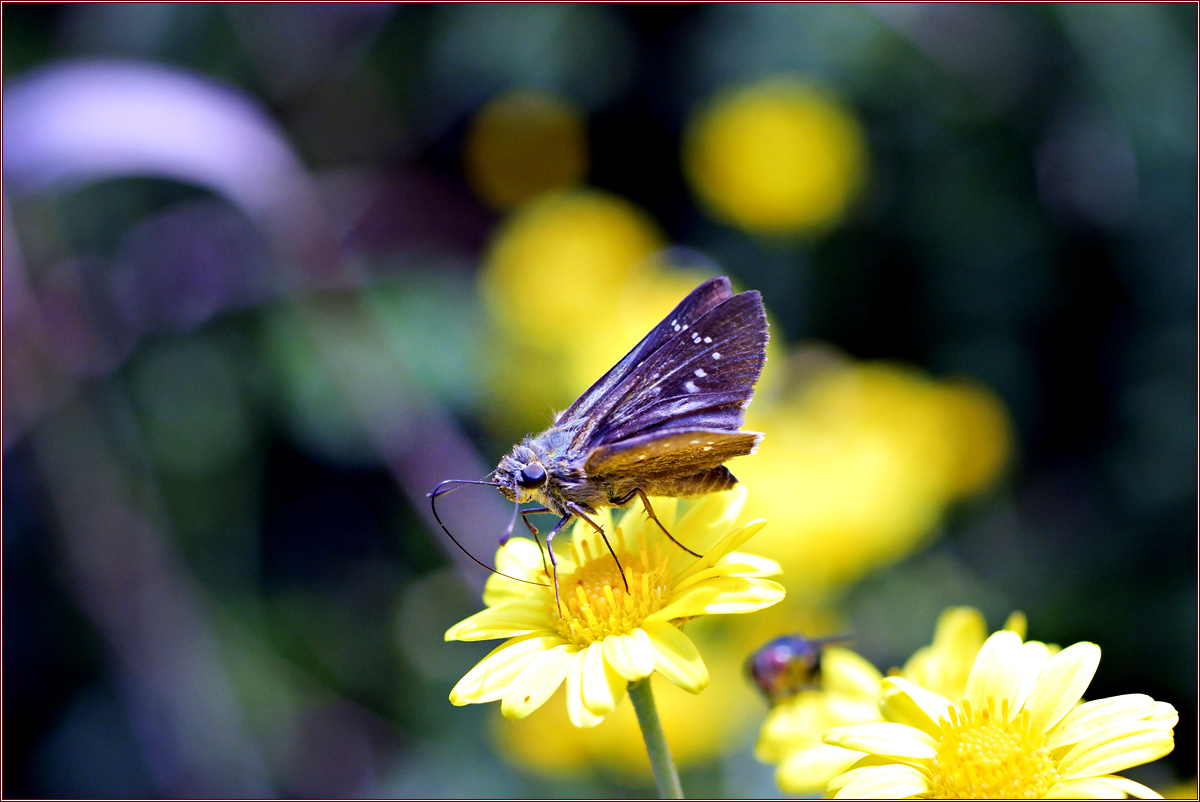 DSC_7588.jpg