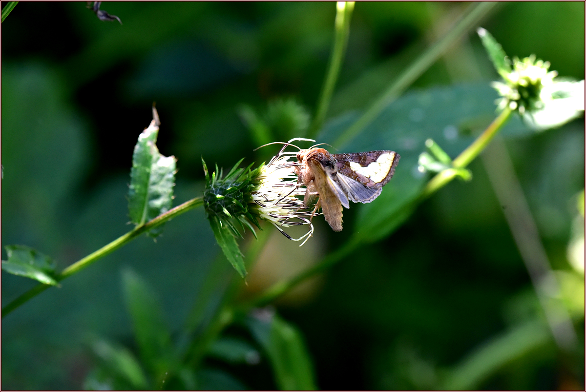 DSC_0134국화금무늬밤나방.jpg