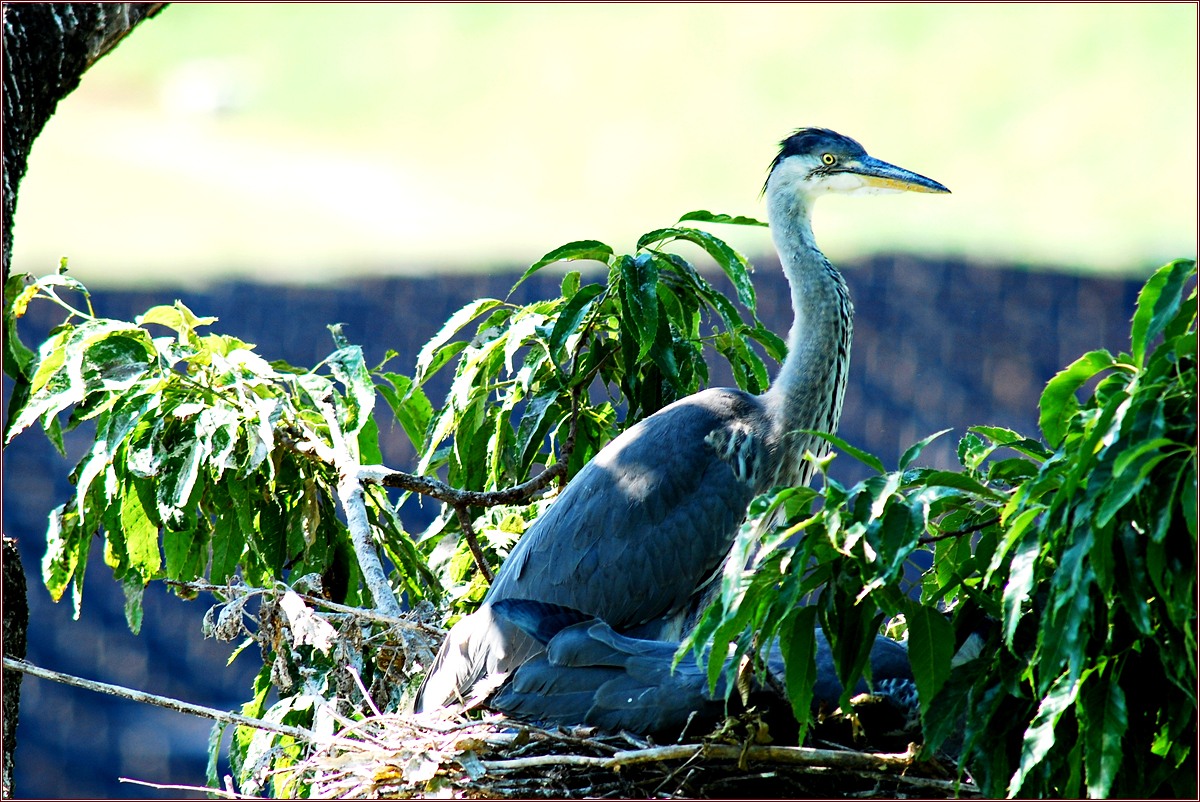DSC_6370.jpg