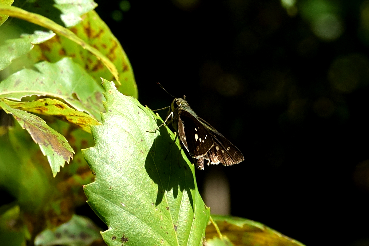 KHS01873.jpg