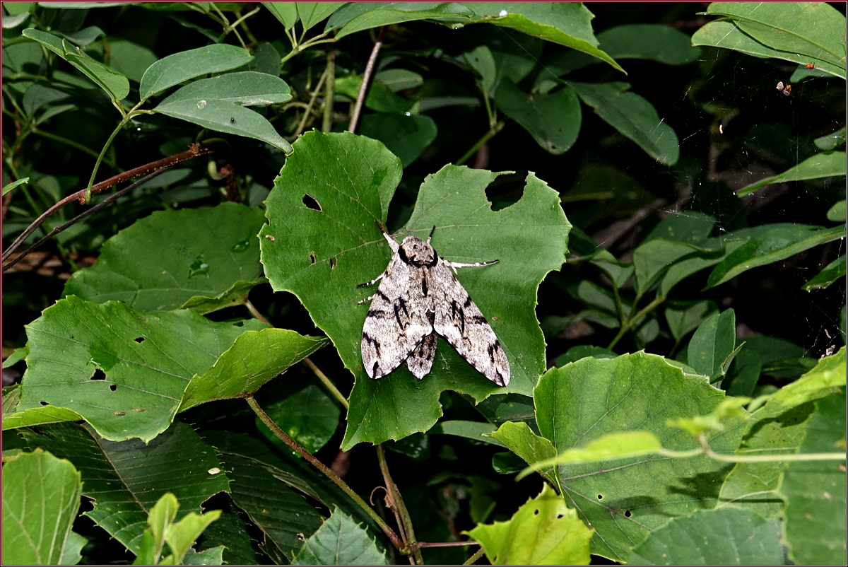 KHS03370.jpg
