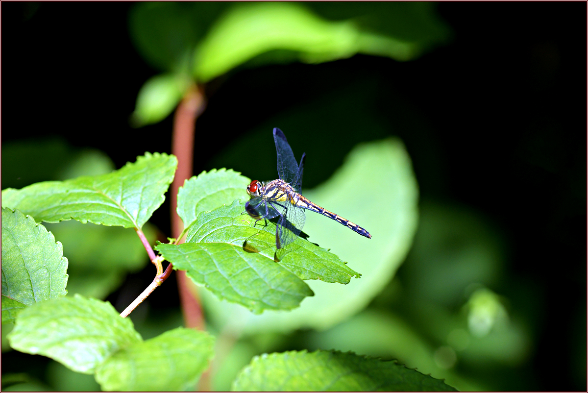 DSC_4839깃동잠자리.jpg