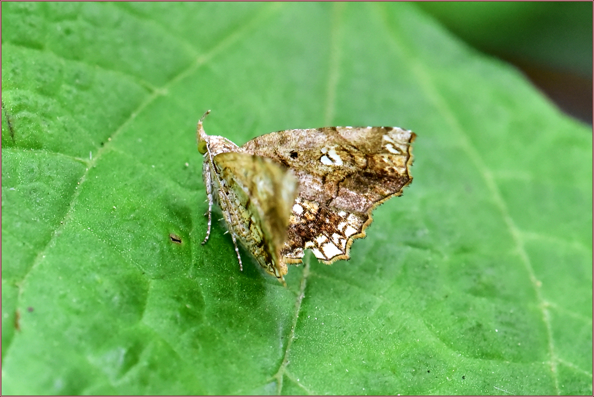 DSC_3316.jpg