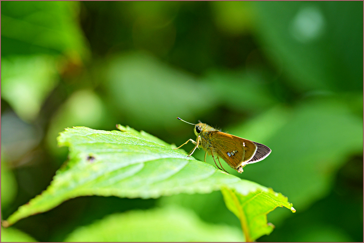 DSC_2692줄점팔랑나비.jpg