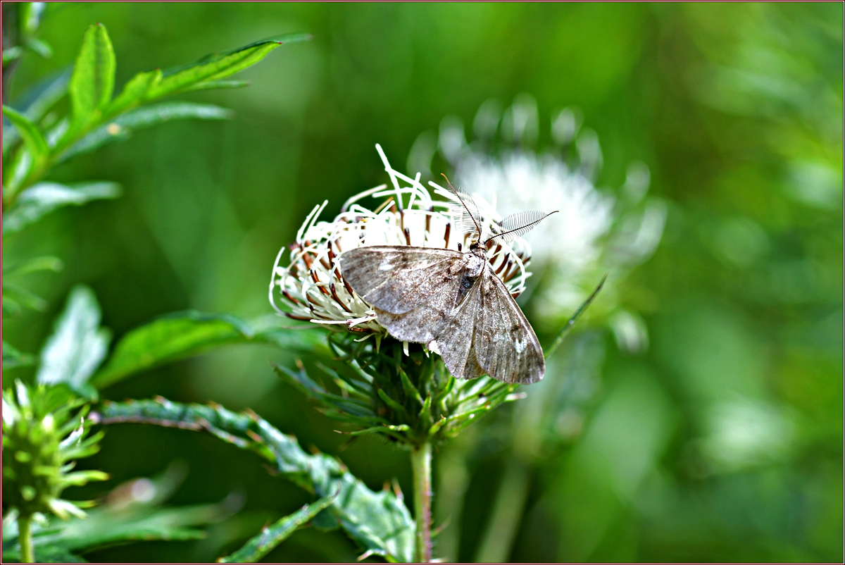 DSC_2717털뿔가지나방.jpg