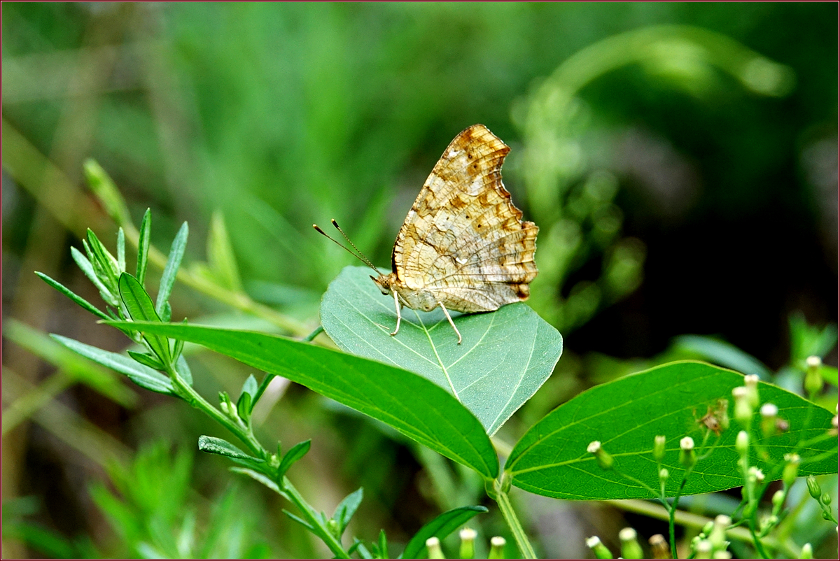 KHS06146.jpg