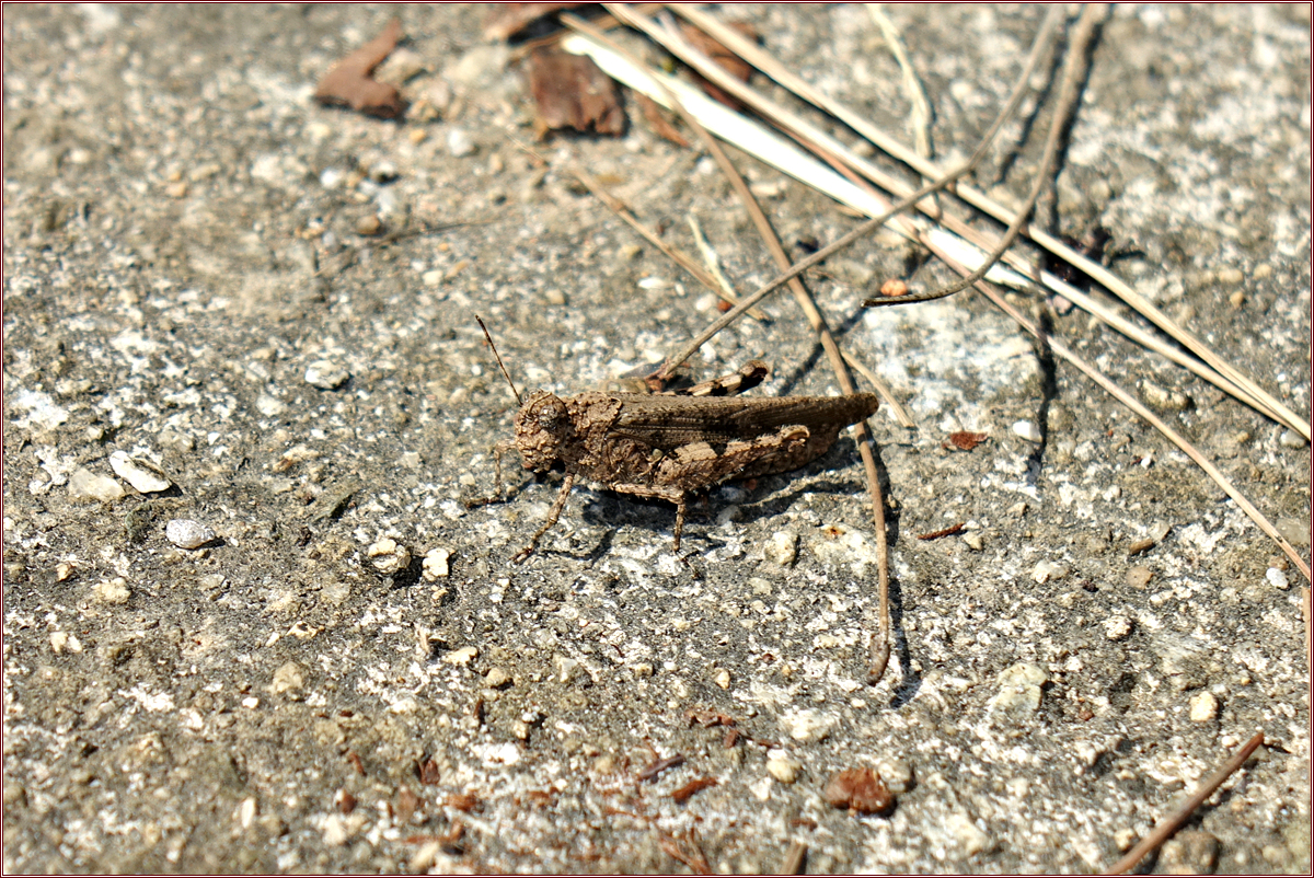 DSC09989.jpg