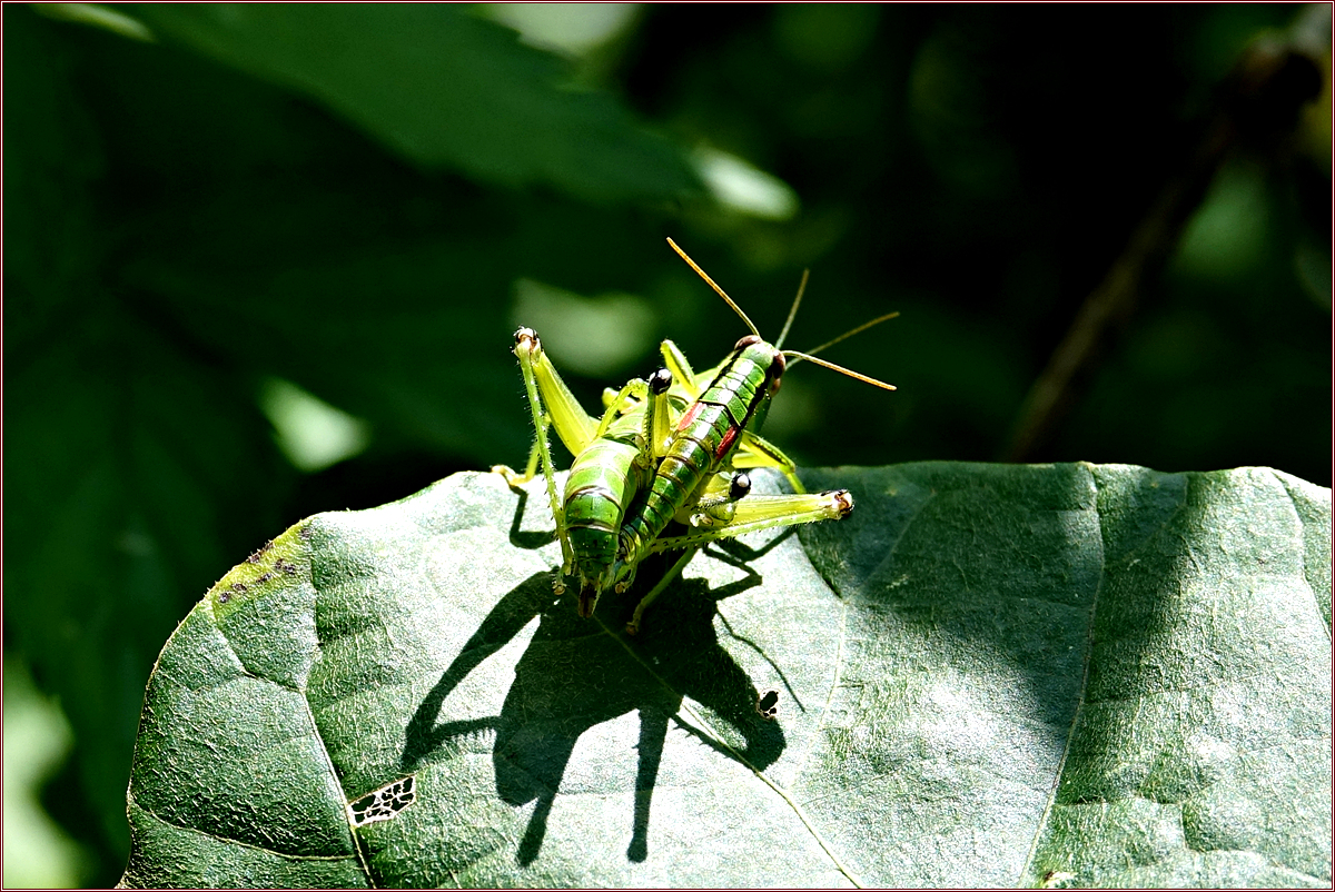 KHS03505팔공산밑들이메뚜기.jpg