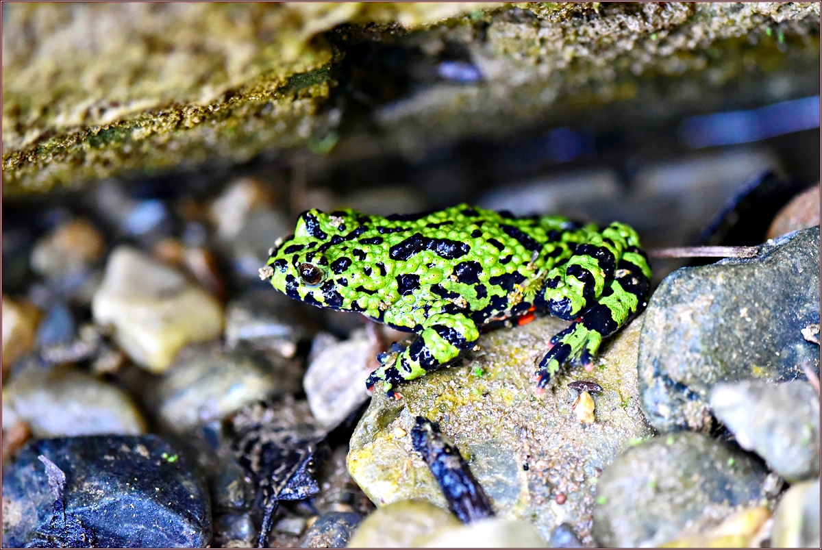 DSC_6627.jpg