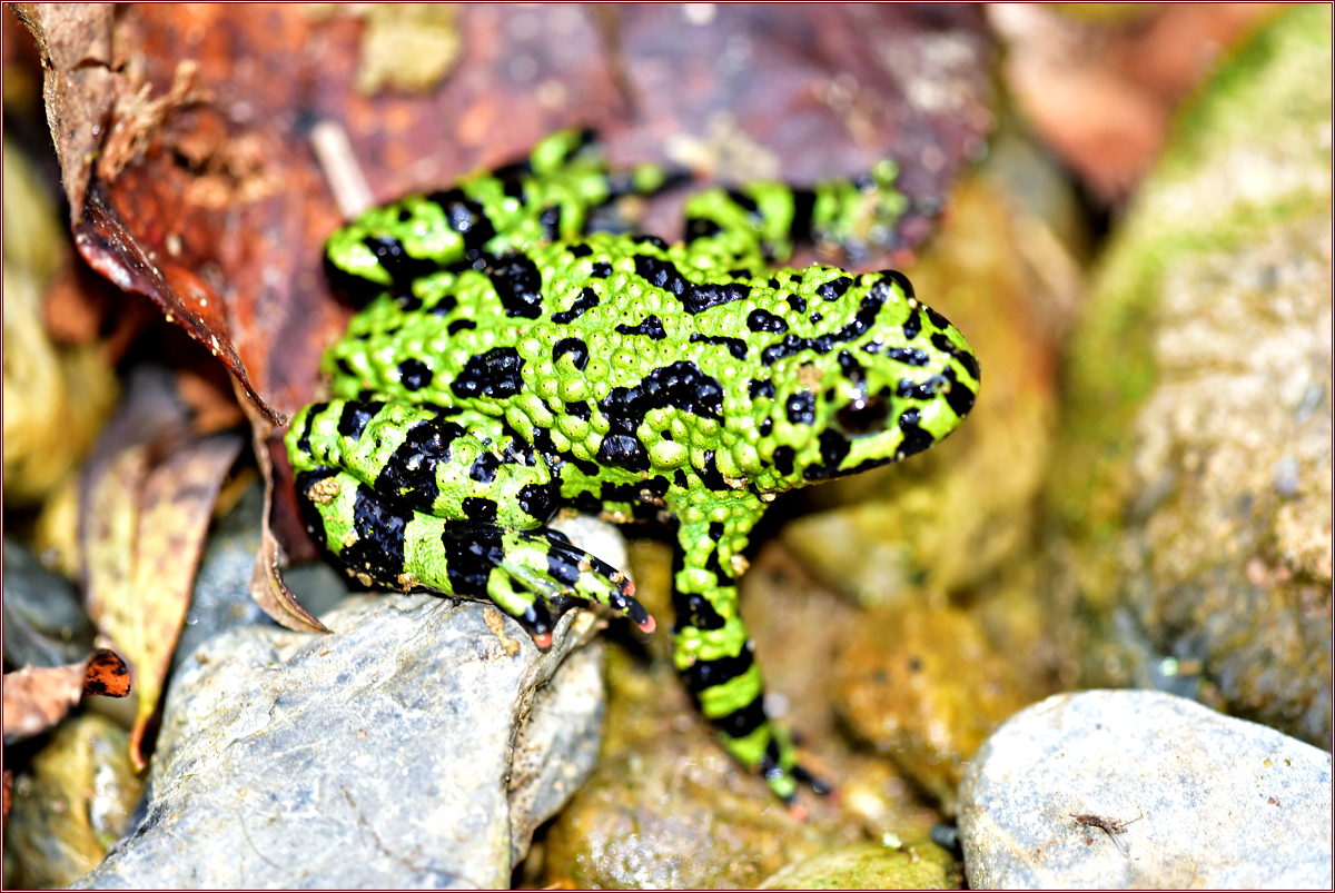 DSC_6626.jpg