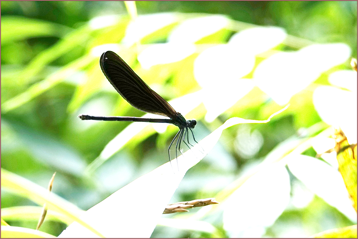 KHS03534검은물잠자리.jpg