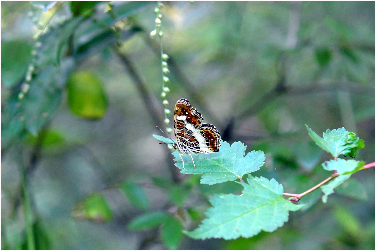 DSC_4304거꾸로여덟팔나비.jpg