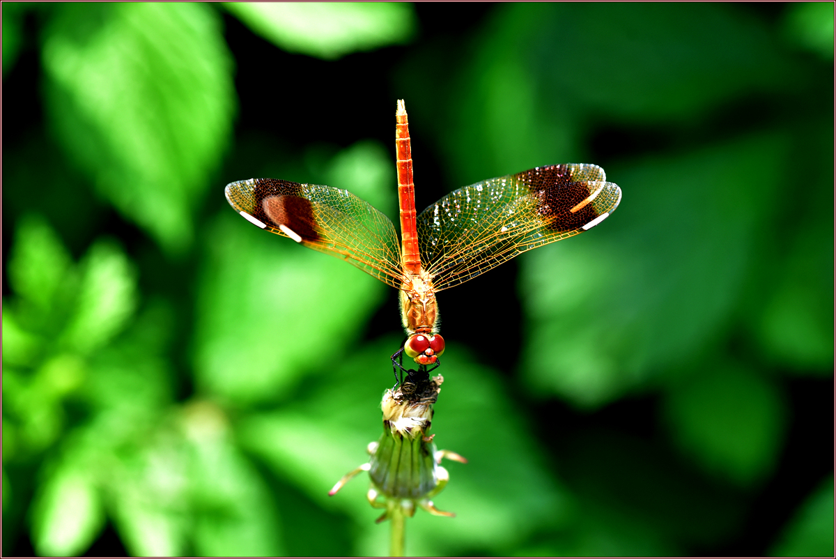 DSC_5987날개띠좀잠자리.jpg