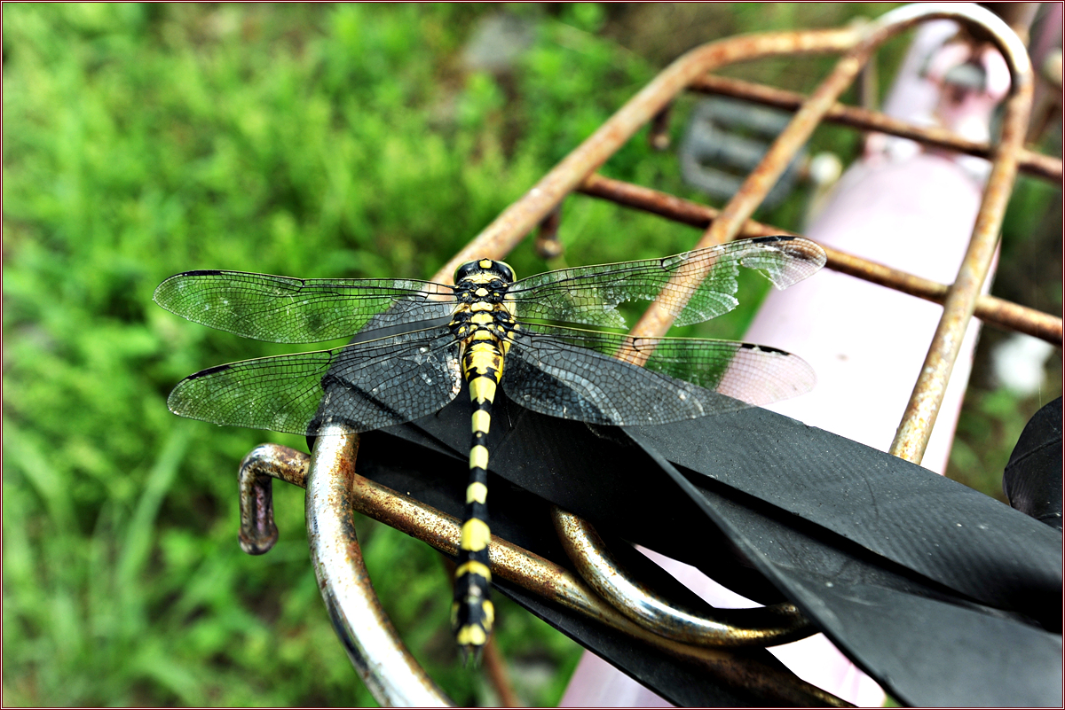 DSC_6863.jpg