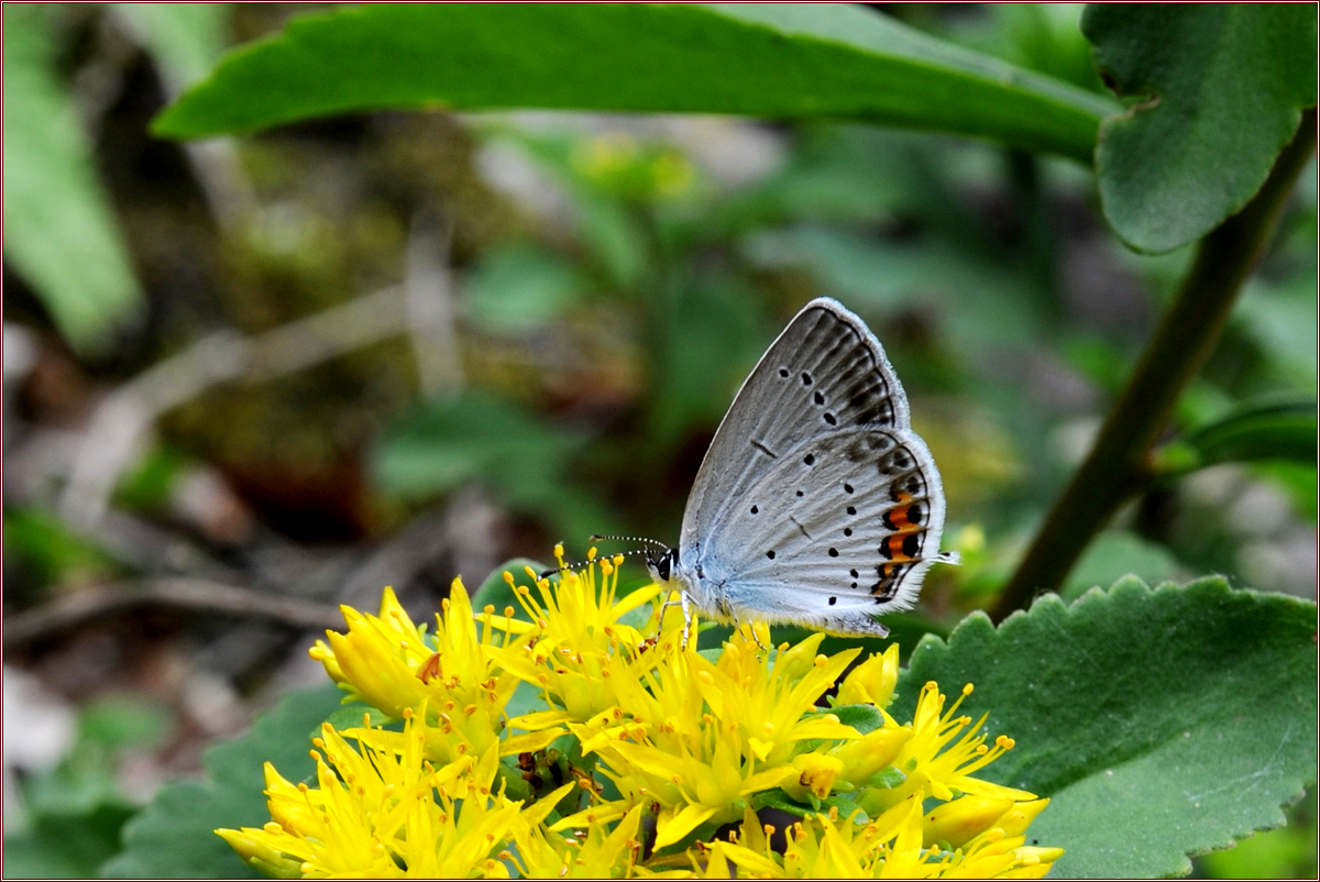 DSC_6940.jpg
