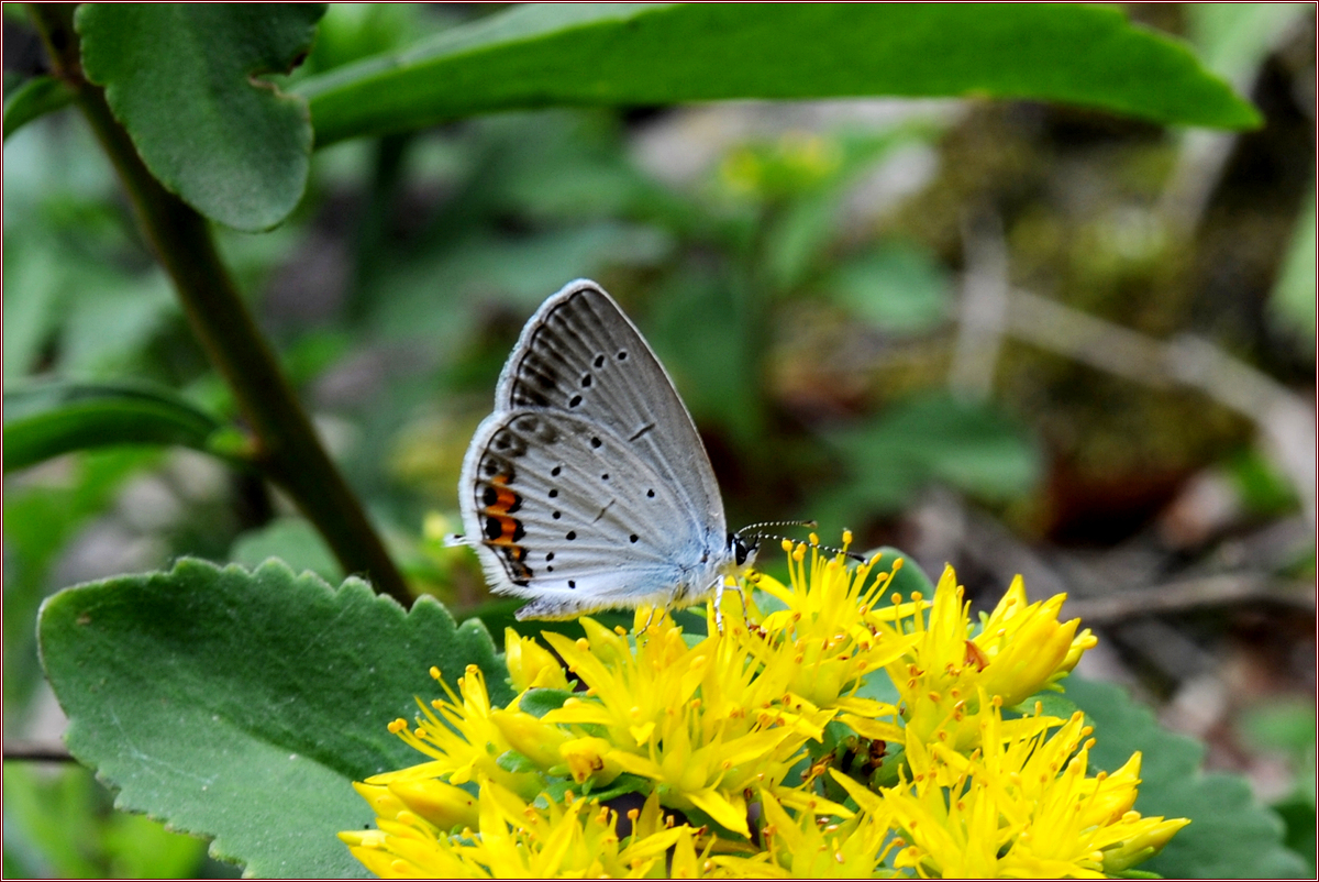 DSC_6942.jpg