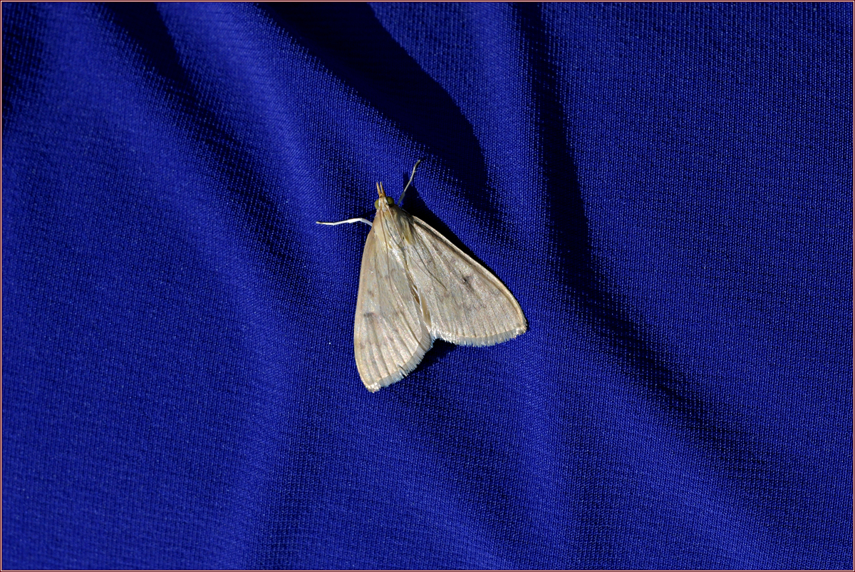 DSC_1926멸강나방.jpg