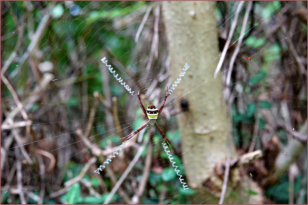 KHS05187꼬마호랑거미.jpg