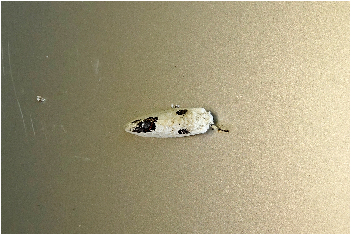 KHS00056.jpg
