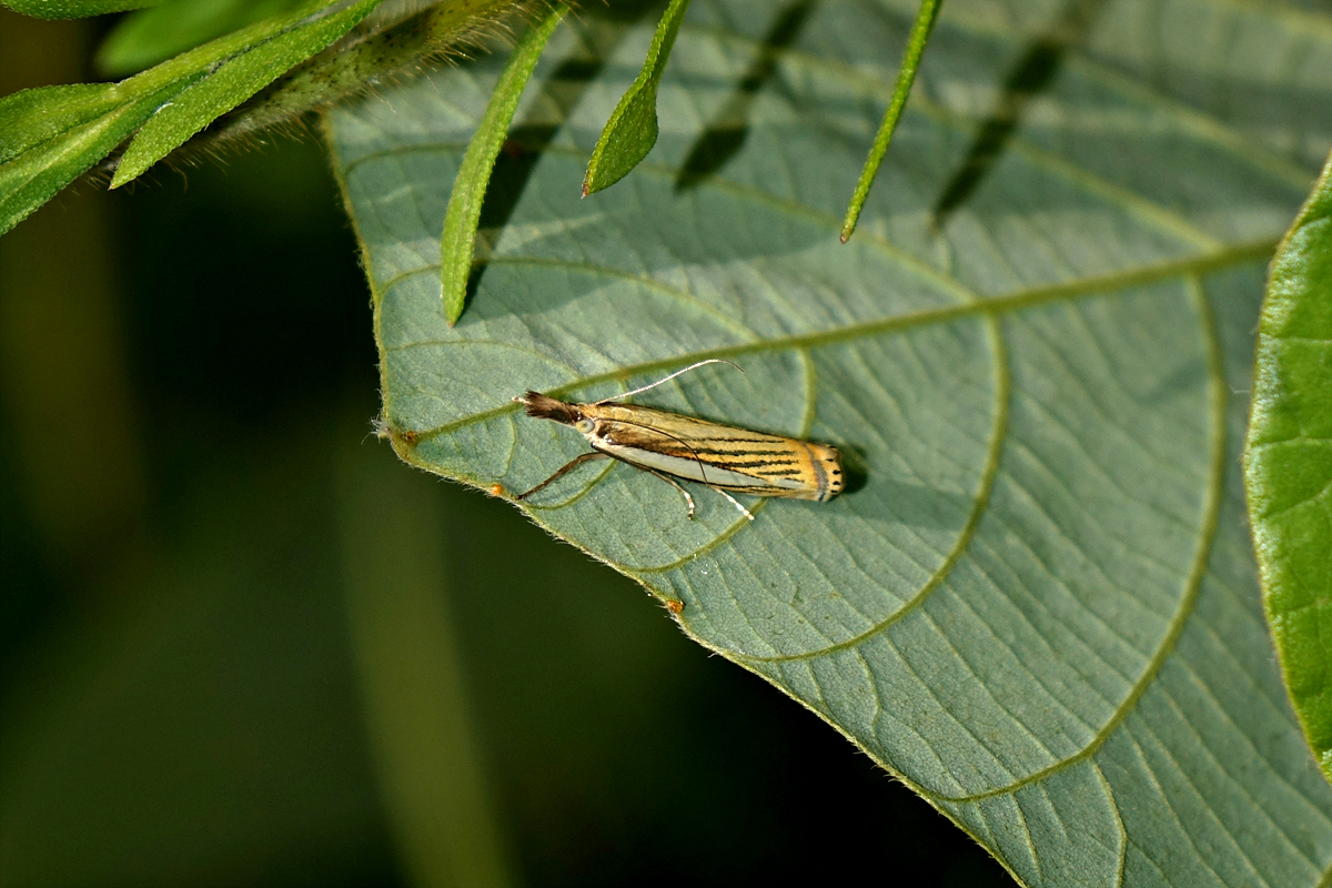 DSC07842.jpg