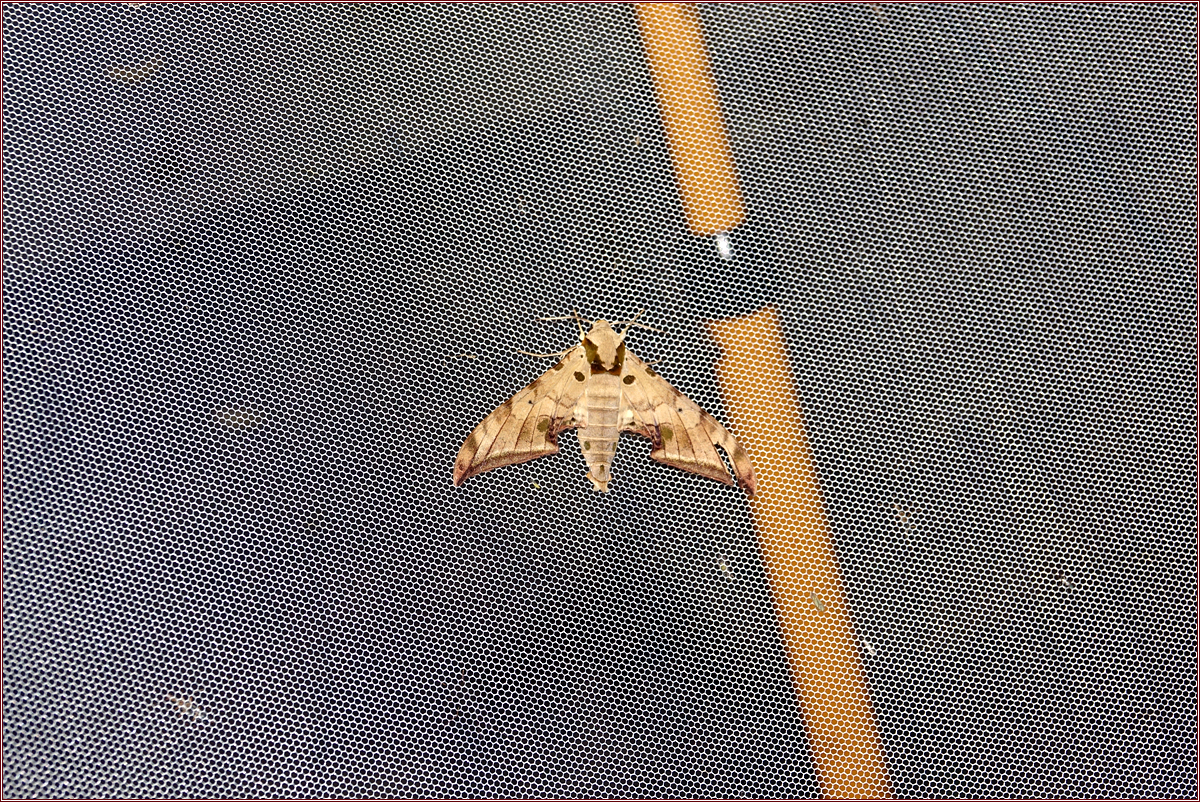 KHS01168.jpg