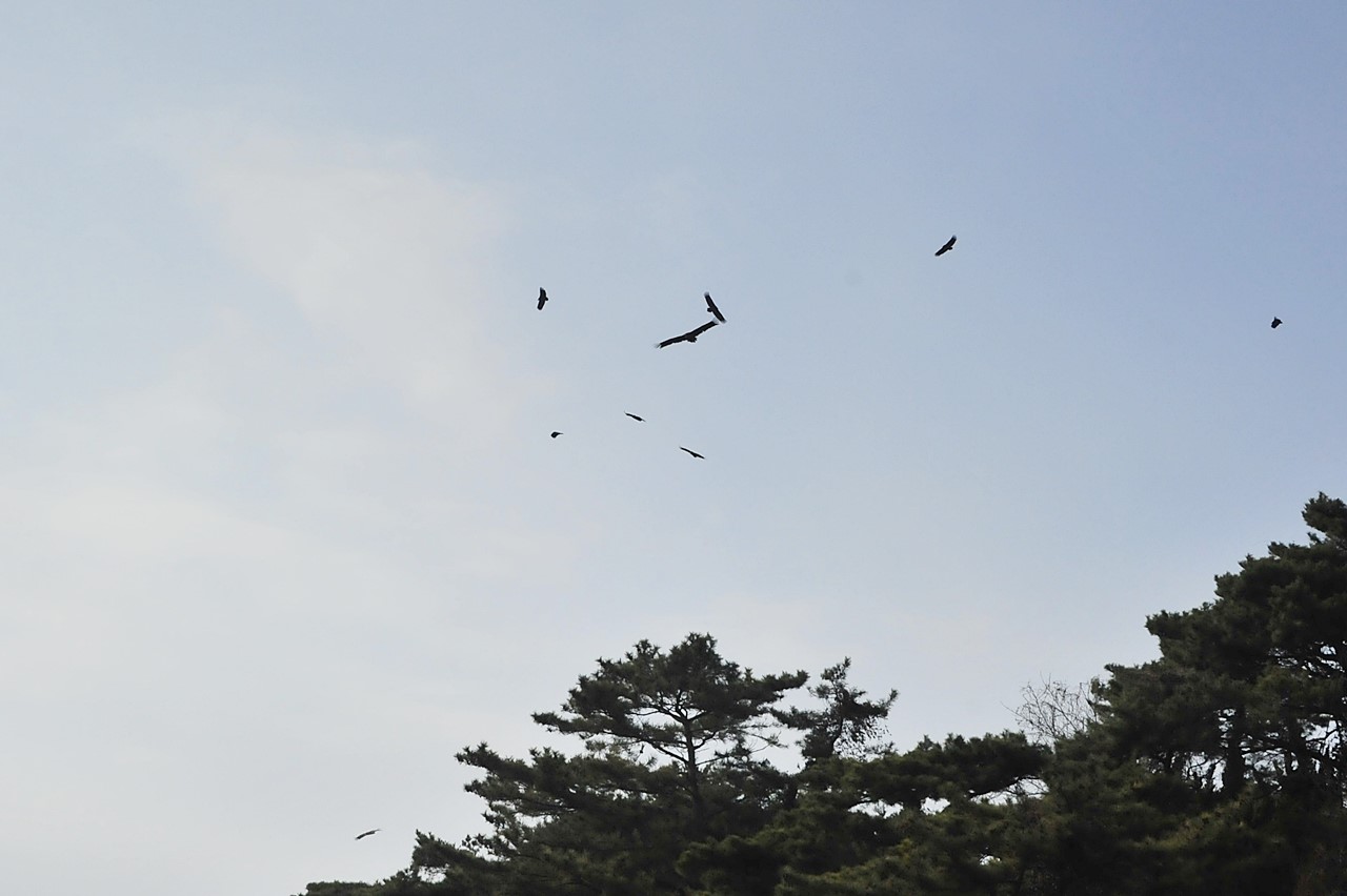 독수리159.jpg