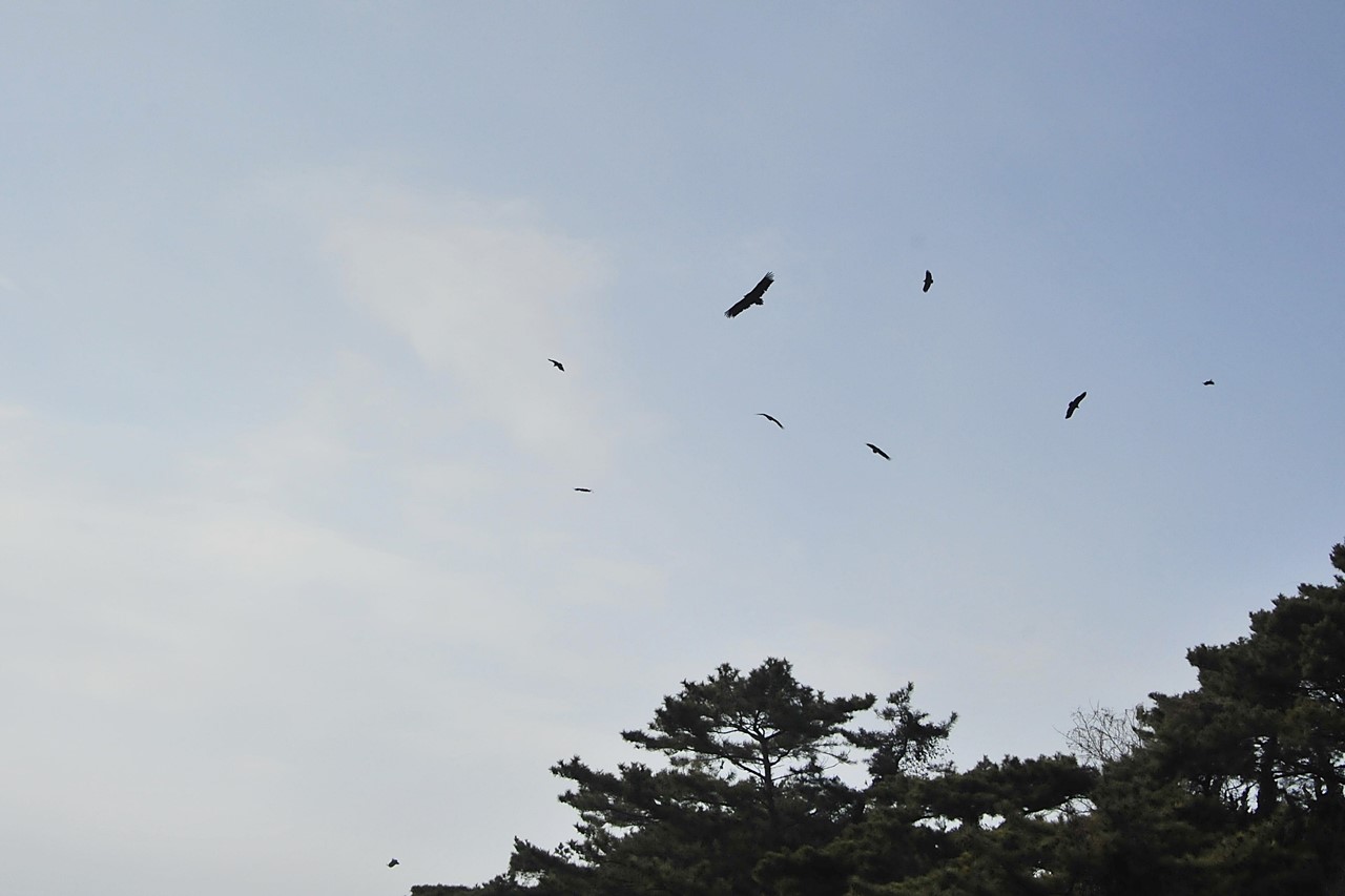 독수리160.jpg