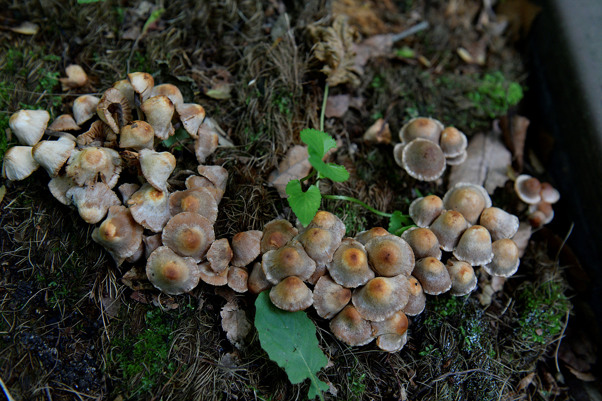 _DSC9698.jpg