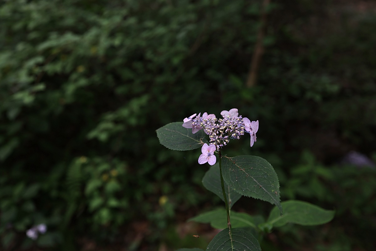 25-07-04 (121)-1.JPG